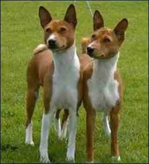 Quelle est sa race ?