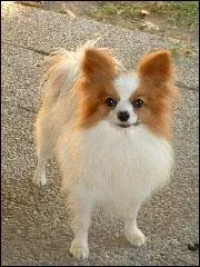 Quelle est sa race ?