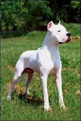 Quelle est sa race ?