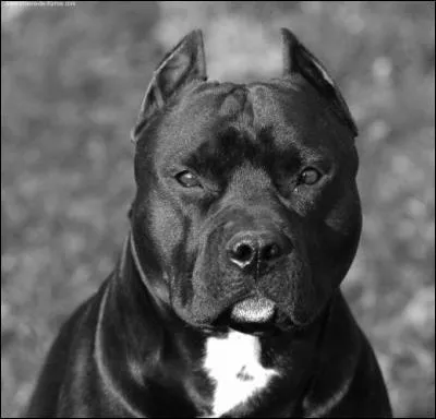 Quelle est sa race ?