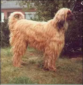 Quelle est sa race ?