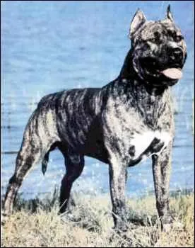 Quelle est sa race ?