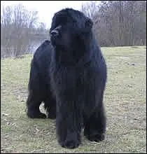 Quelle est sa race ?