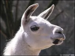 Que fait le lama quand il crie ?