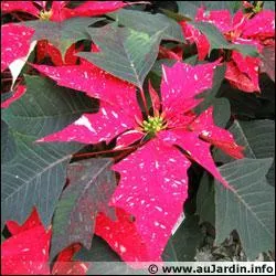Comment s'appelle cette plante aux feuilles rouges appele 'Etoile de Nol' ?