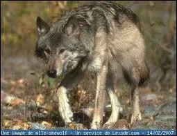 Quelle est cette race ?