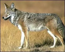 Quelle est cette race ?