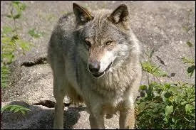 Quelle est cette race ?