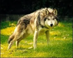 Quelle est cette race ?