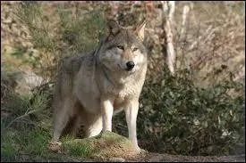 Quelle est cette race ?