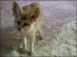 Quelle est cette race ?