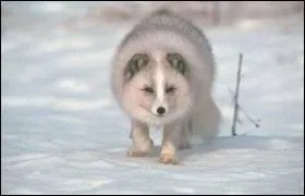 Quelle est cette race ?