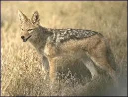 Quelle est cette race ?