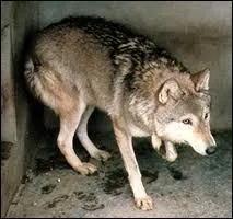 Quelle est cette race ?