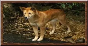 Quelle est cette race ?