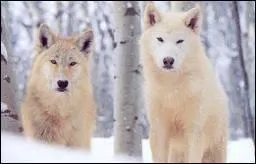 Quelle est cette race ?