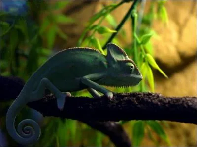 Quelle est la longueur de la langue du camlon par rapport  celle de son corps ?