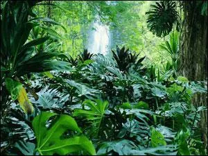 Lequel n'est pas un vgtal ?