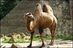 Le chameau :