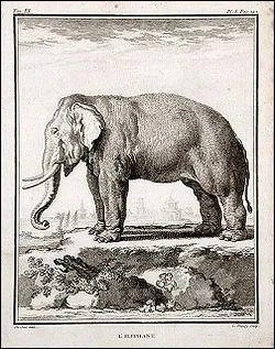 L'lphant :