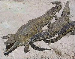 Le crocodile pleure et :