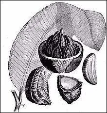 Quelle est cette noix qui se dguste en amuse-gueule, appele aussi noix d'Amazonie ?