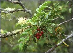 Quel est le nom de cette noix du Chili appele Avellana, qui ressemble  nos noisettes ?