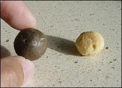 Quelle est cette noix dcouverte il y a 5000 ans par les aborignes trs riche en huile utilise pour l'alimentation et en cosmtique ?