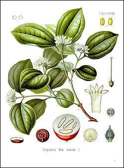 Quelle est cette noix qui contient de la Strychnine, alcalode extrmement toxique ?