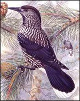 Quel est le nom de cet oiseau ?