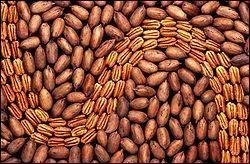 Quelle sont ces noix originaires d'Amrique du Nord appeles Rhla qu'on utilise en ptisserie, et utiles contre le mauvais cholestrol ?