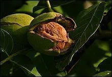 Quelle est la capitale de la noix ?