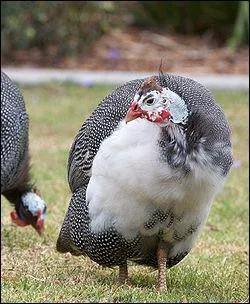 La pintade criaille et...