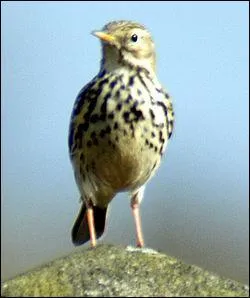 Quel est cet animal qui turlute ?