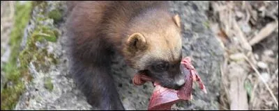 Quelle tribu indienne lui a donné son nom ?