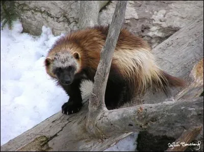 Je suis de la famille des ...