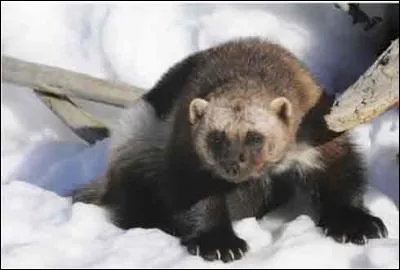 Mon poids maximum est de ...