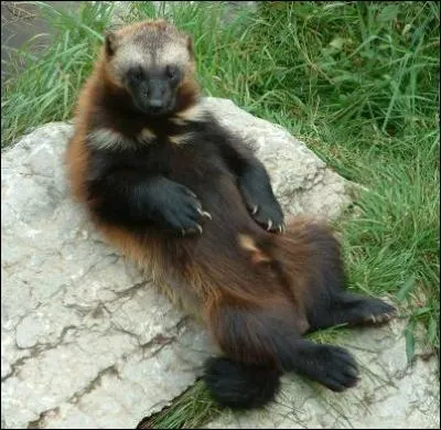 Je suis capable de tuer ...