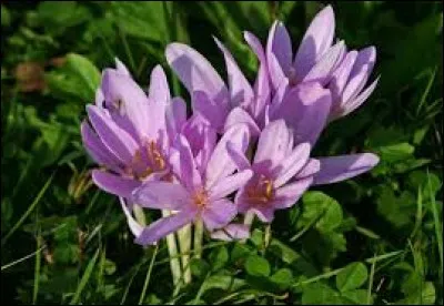 Le pré est vénéneux mais joli en automne 
Les vaches y paissant lentement s'empoisonnent 
La colchique couleur de cerne et de lilas 
Y fleurit ; tes yeux sont comme cette fleur-là 
Violâtres comme leur cerne et comme cet automne 
-----------------------