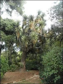 Que font les yucas ?