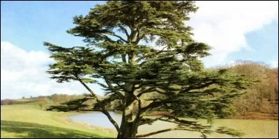 Quel arbre du Liban a été introduit en France au XVIIIe siècle ?