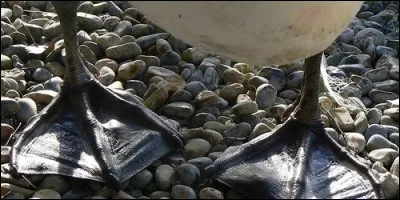 Tous les oiseaux ont des pattes palmées.