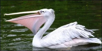 Que possèdent les pélicans sous leur bec ?