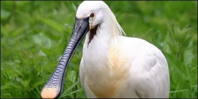 Je suis un oiseau au long bec, je suis aussi un ustensile de cuisine. Que suis-je ?