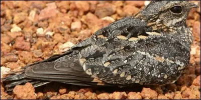 Quel oiseau surnomme-t-on le tête-chèvre?