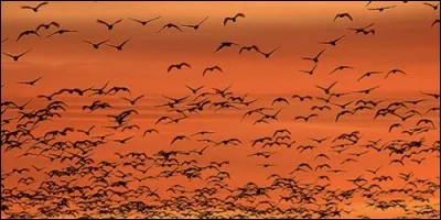 Lequel de ces oiseaux migre ?