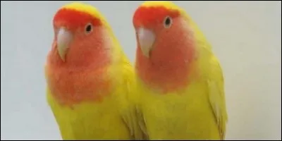 Quelle espèce d'oiseaux sont les inséparables ?