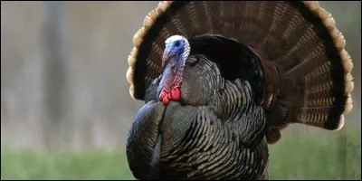 Que fait le dindon ?