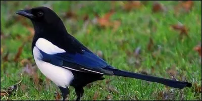 Trouvez un oiseau bavard et voleur en trois lettres.