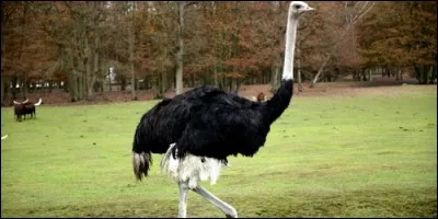 Combien l'autruche a-t-elle de doigts à chaque pattes ?